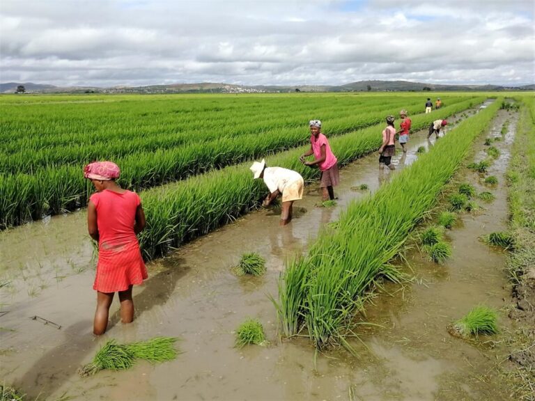 OCDE-FAO Perspectivas Agrícolas 2024-2033